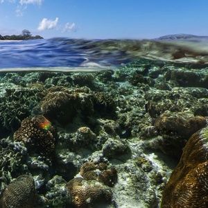 Meet your Posher, Deleon